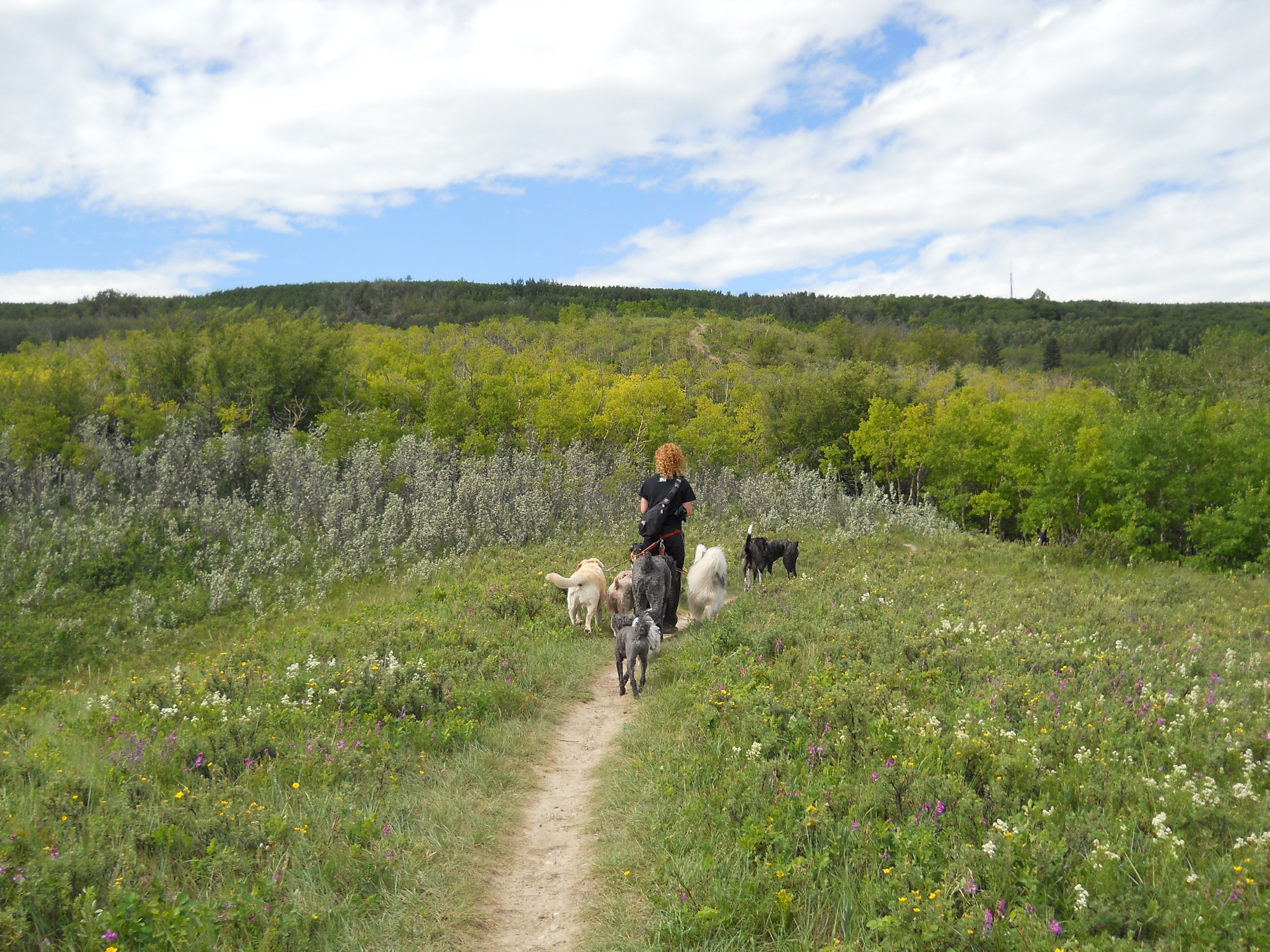 Here are some happy dawgs!!! #sunshine #summer #dogs #packwalks #dogwalker #nwcalgary #yyc