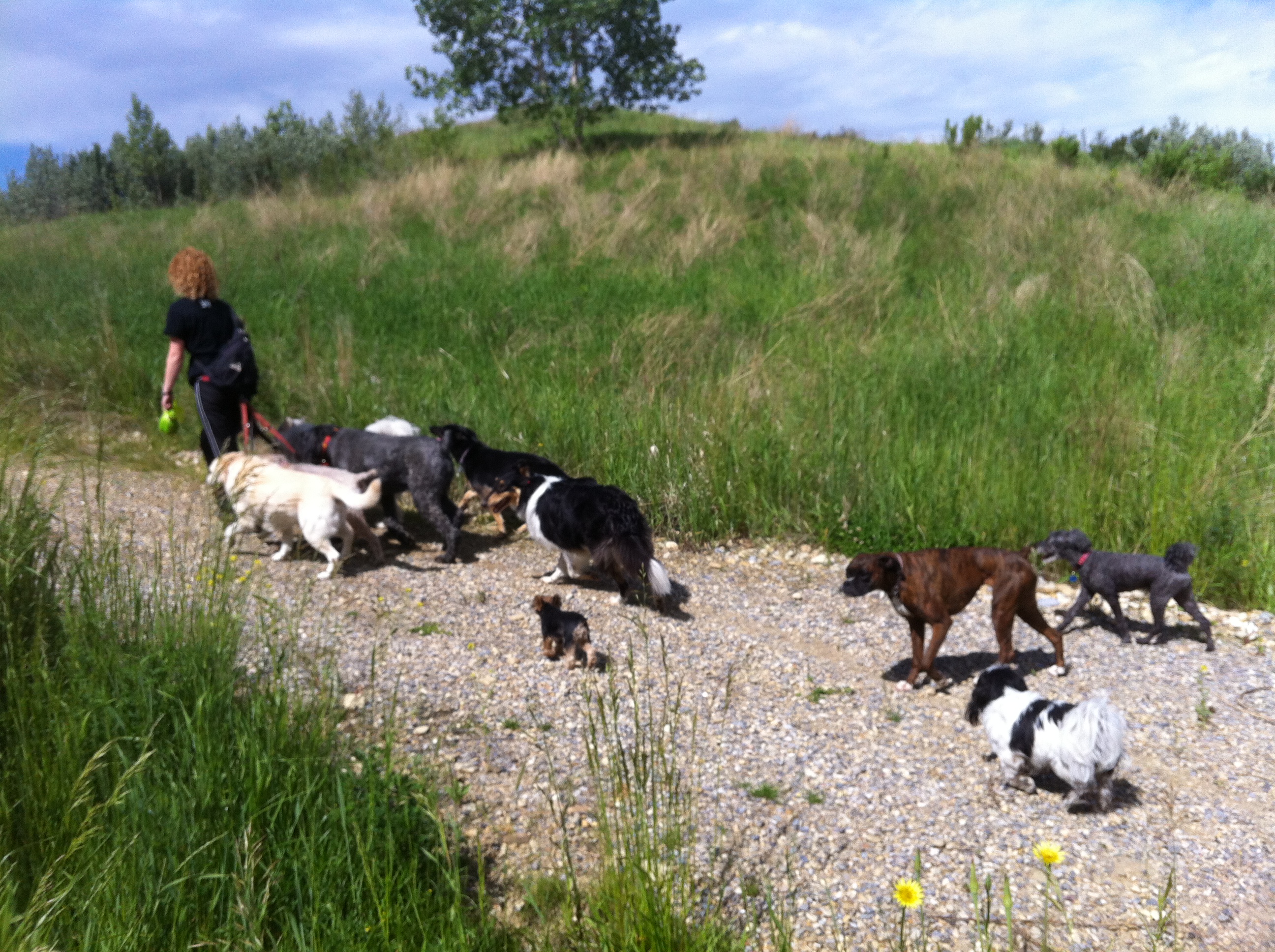 Here are some happy dawgs!!! #sunshine #summer #dogs #packwalks #dogwalker #nwcalgary #yyc