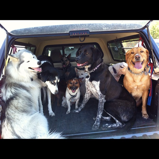 Here are some happy dawgs!!! #sunshine #summer #dogs #packwalks #dogwalker #nwcalgary #yyc