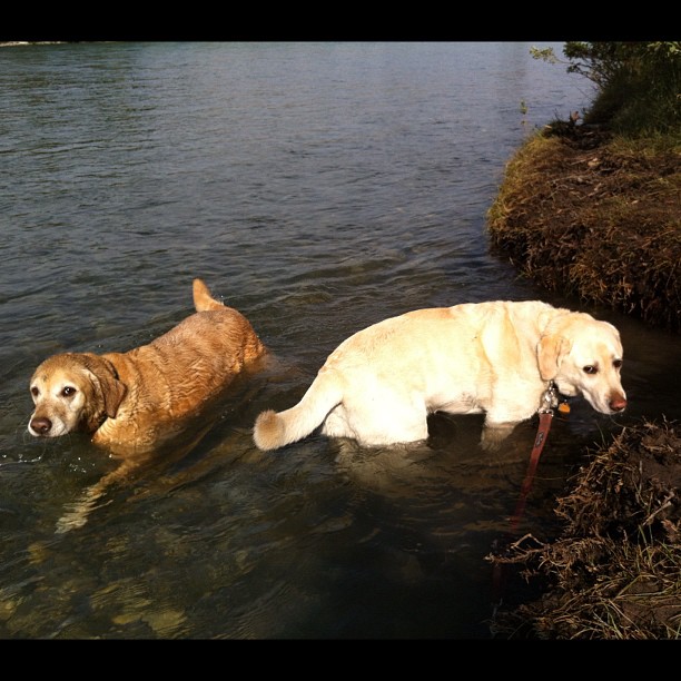Here are some happy dawgs!!! #sunshine #summer #dogs #packwalks #dogwalker #nwcalgary #yyc