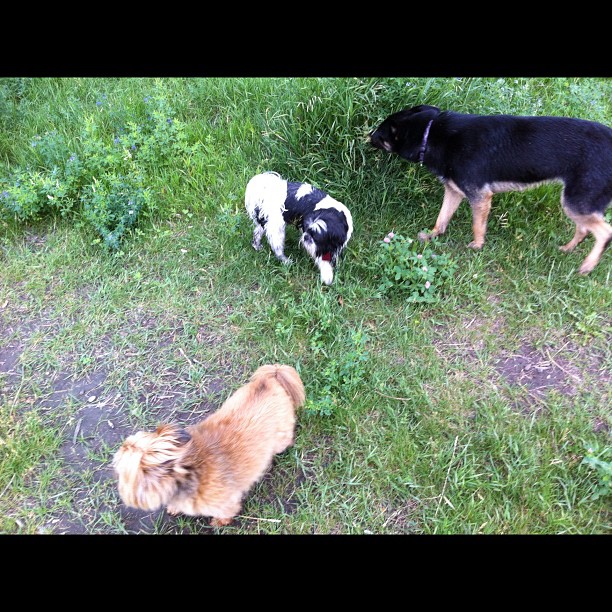 Here are some happy dawgs!!! #sunshine #summer #dogs #packwalks #dogwalker #nwcalgary #yyc