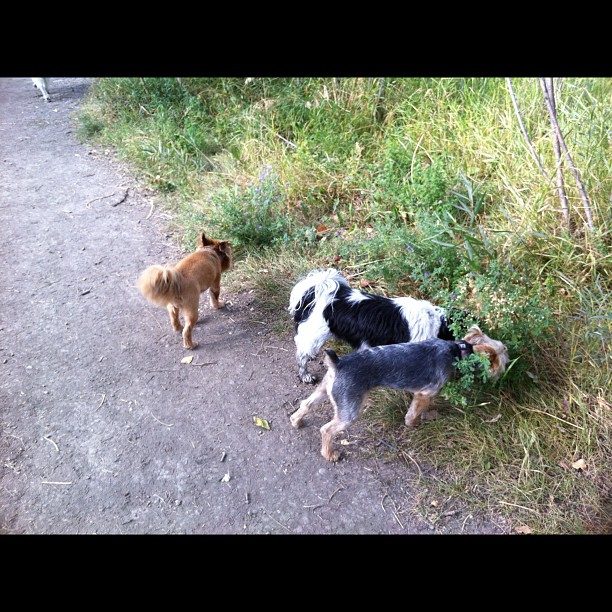 Here are some happy dawgs!!! #sunshine #summer #dogs #packwalks #dogwalker #nwcalgary #yyc