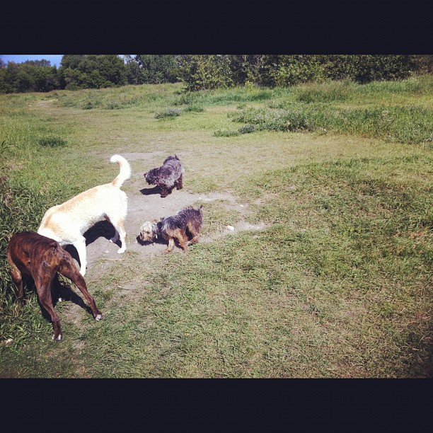 Here are some happy dawgs!!! #sunshine #summer #dogs #packwalks #dogwalker #nwcalgary #yyc