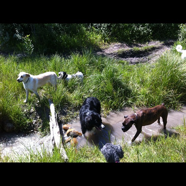 Here are some happy dawgs!!! #sunshine #summer #dogs #packwalks #dogwalker #nwcalgary #yyc
