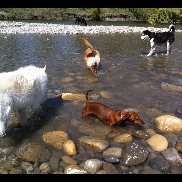 Here are some happy dawgs!!! #sunshine #summer #dogs #packwalks #dogwalker #nwcalgary #yyc