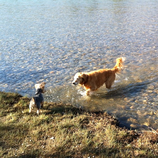 Here are some happy dawgs!!! #sunshine #summer #dogs #packwalks #dogwalker #nwcalgary #yyc