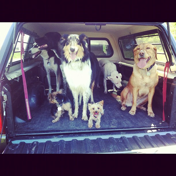 Here are some happy dawgs!!! #sunshine #summer #dogs #packwalks #dogwalker #nwcalgary #yyc
