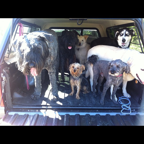 Here are some happy dawgs!!! #sunshine #summer #dogs #packwalks #dogwalker #nwcalgary #yyc