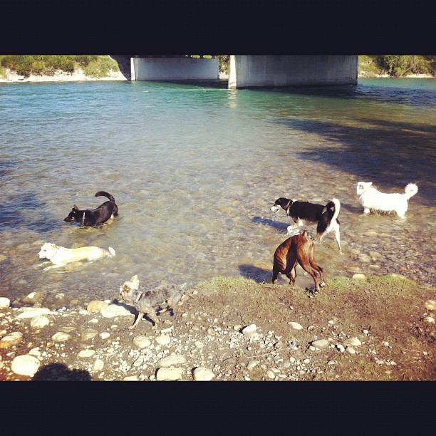 Here are some happy dawgs!!! #sunshine #summer #dogs #packwalks #dogwalker #nwcalgary #yyc