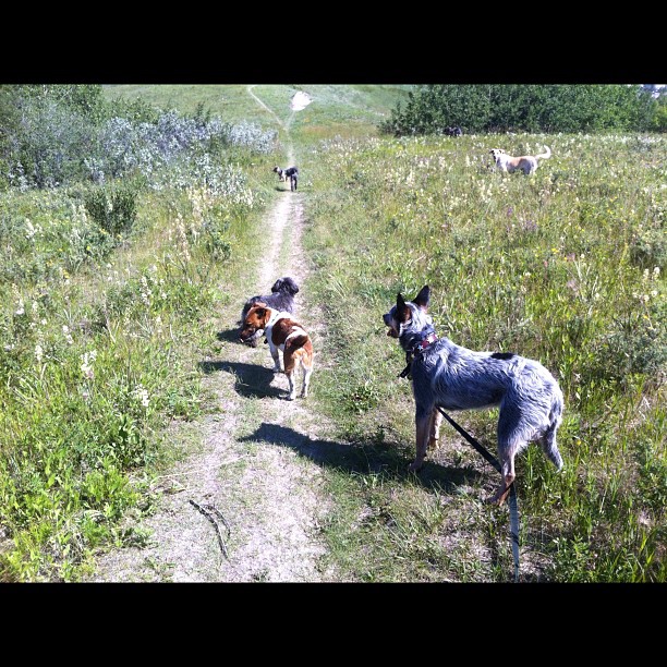 Here are some happy dawgs!!! #sunshine #summer #dogs #packwalks #dogwalker #nwcalgary #yyc