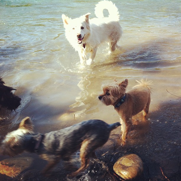Here are some happy dawgs!!! #sunshine #summer #dogs #packwalks #dogwalker #nwcalgary #yyc