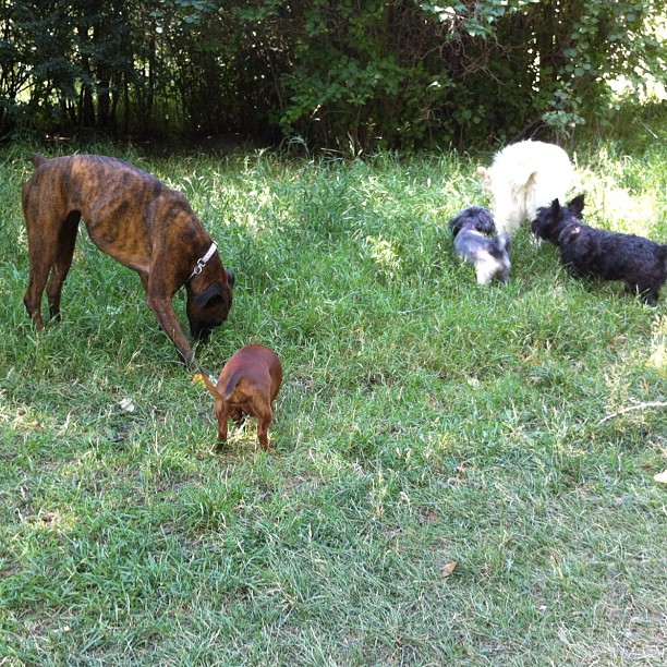 Here are some happy dawgs!!! #sunshine #summer #dogs #packwalks #dogwalker #nwcalgary #yyc