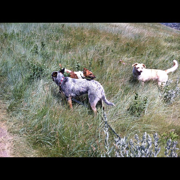 Here are some happy dawgs!!! #sunshine #summer #dogs #packwalks #dogwalker #nwcalgary #yyc