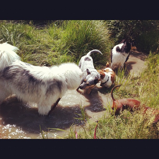 Here are some happy dawgs!!! #sunshine #summer #dogs #packwalks #dogwalker #nwcalgary #yyc