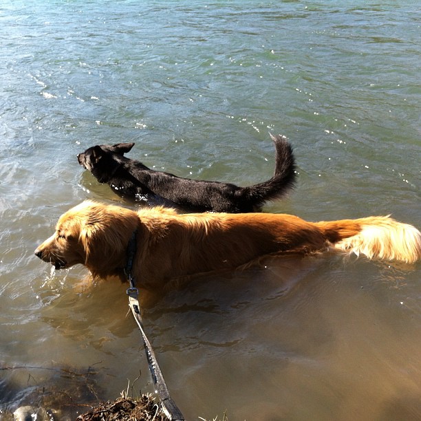 Here are some happy dawgs!!! #sunshine #summer #dogs #packwalks #dogwalker #nwcalgary #yyc