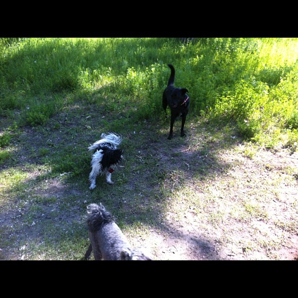 Here are some happy dawgs!!! #sunshine #summer #dogs #packwalks #dogwalker #nwcalgary #yyc
