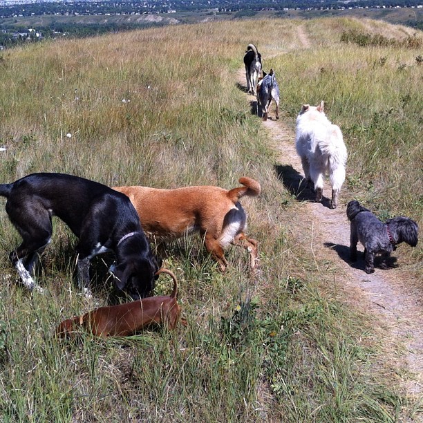 Here are some happy dawgs!!! #sunshine #summer #dogs #packwalks #dogwalker #nwcalgary #yyc