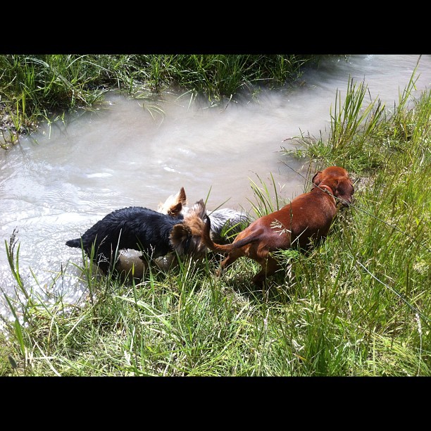 Here are some happy dawgs!!! #sunshine #summer #dogs #packwalks #dogwalker #nwcalgary #yyc