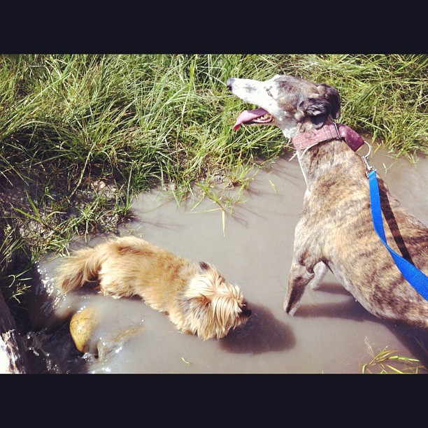 Here are some happy dawgs!!! #sunshine #summer #dogs #packwalks #dogwalker #nwcalgary #yyc