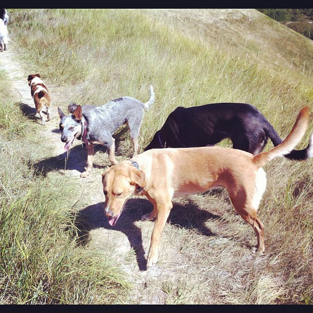 Here are some happy dawgs!!! #sunshine #summer #dogs #packwalks #dogwalker #nwcalgary #yyc