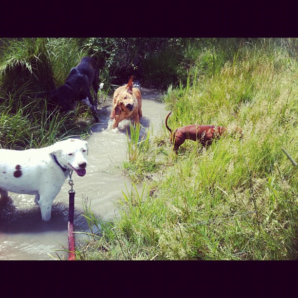 Here are some happy dawgs!!! #sunshine #summer #dogs #packwalks #dogwalker #nwcalgary #yyc