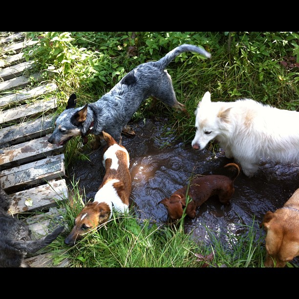 Here are some happy dawgs!!! #sunshine #summer #dogs #packwalks #dogwalker #nwcalgary #yyc