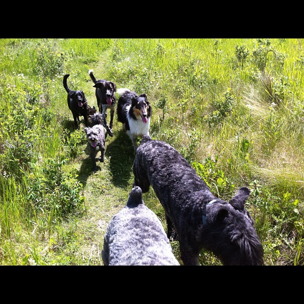 Here are some happy dawgs!!! #sunshine #summer #dogs #packwalks #dogwalker #nwcalgary #yyc