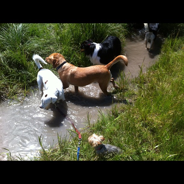 Here are some happy dawgs!!! #sunshine #summer #dogs #packwalks #dogwalker #nwcalgary #yyc