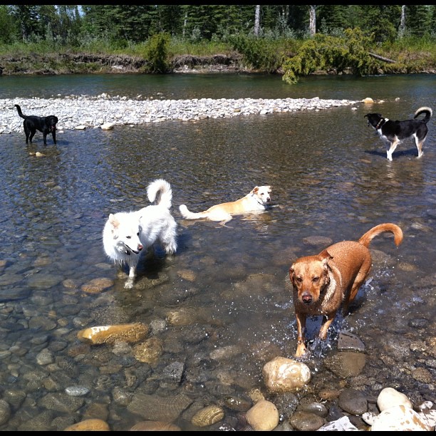 Here are some happy dawgs!!! #sunshine #summer #dogs #packwalks #dogwalker #nwcalgary #yyc