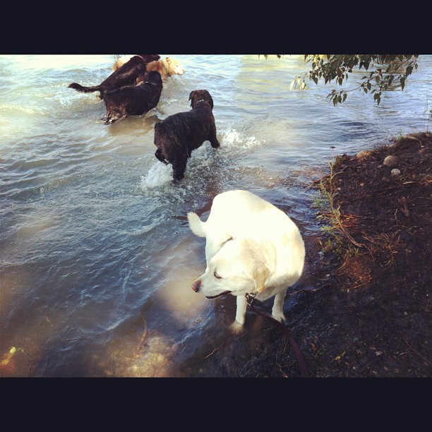 Here are some happy dawgs!!! #sunshine #summer #dogs #packwalks #dogwalker #nwcalgary #yyc