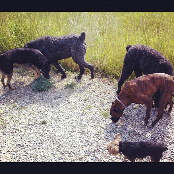 Here are some happy dawgs!!! #sunshine #summer #dogs #packwalks #dogwalker #nwcalgary #yyc