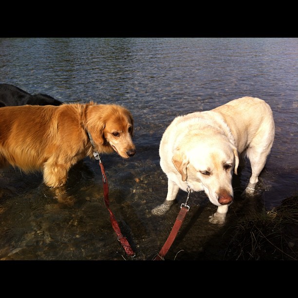 Here are some happy dawgs!!! #sunshine #summer #dogs #packwalks #dogwalker #nwcalgary #yyc