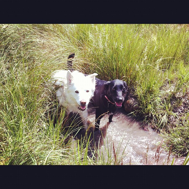 Here are some happy dawgs!!! #sunshine #summer #dogs #packwalks #dogwalker #nwcalgary #yyc