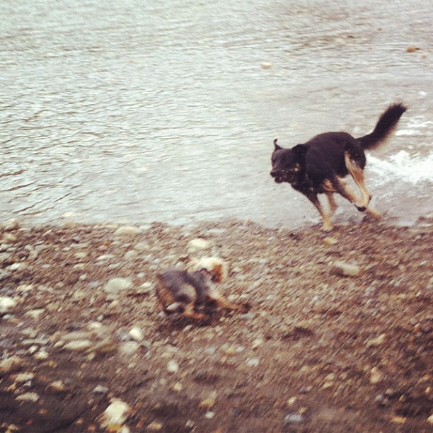Here are some happy dawgs!!! #sunshine #summer #dogs #packwalks #dogwalker #nwcalgary #yyc