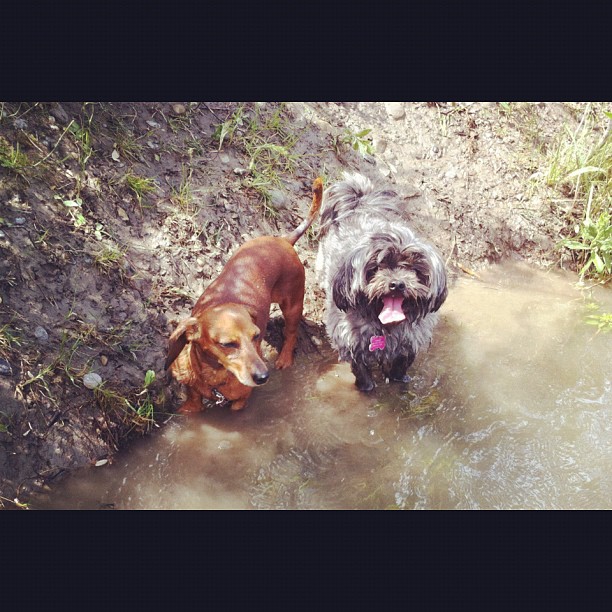 Here are some happy dawgs!!! #sunshine #summer #dogs #packwalks #dogwalker #nwcalgary #yyc