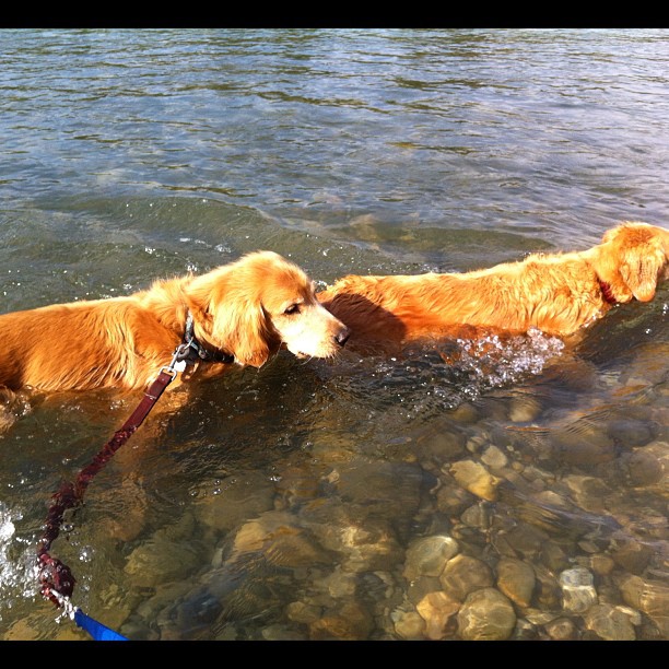Here are some happy dawgs!!! #sunshine #summer #dogs #packwalks #dogwalker #nwcalgary #yyc