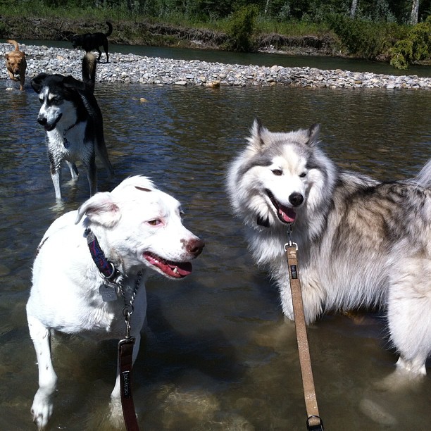 Here are some happy dawgs!!! #sunshine #summer #dogs #packwalks #dogwalker #nwcalgary #yyc