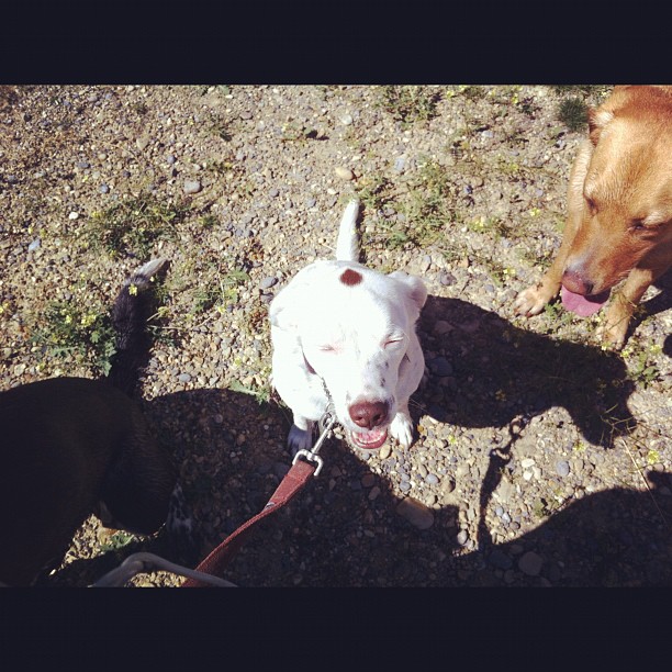 Here are some happy dawgs!!! #sunshine #summer #dogs #packwalks #dogwalker #nwcalgary #yyc