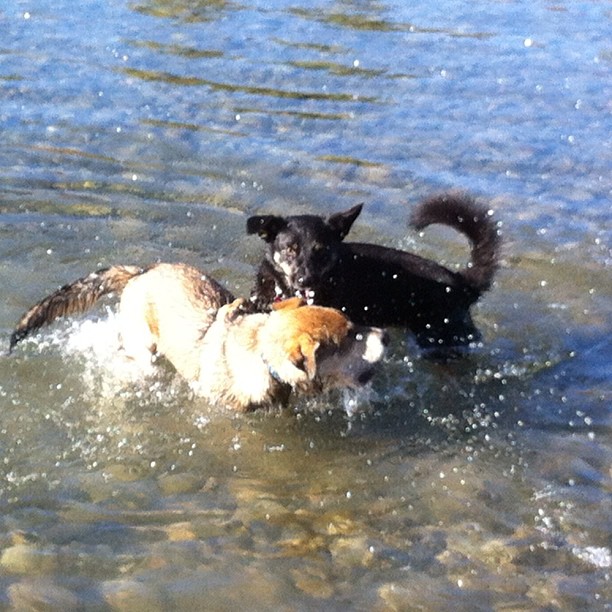 Here are some happy dawgs!!! #sunshine #summer #dogs #packwalks #dogwalker #nwcalgary #yyc