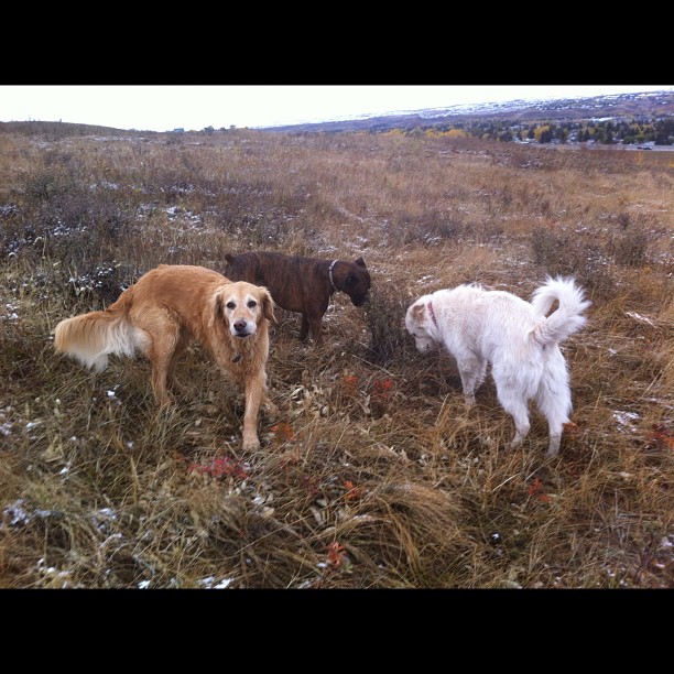 Here are some happy dawgs!!! #sunshine #summer #dogs #packwalks #dogwalker #nwcalgary #yyc