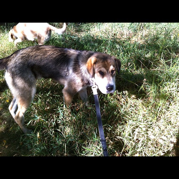 Here are some happy dawgs!!! #sunshine #summer #dogs #packwalks #dogwalker #nwcalgary #yyc