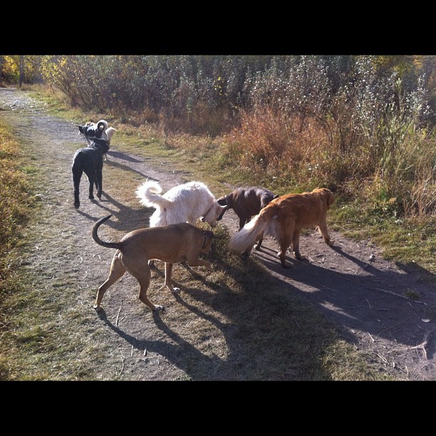 Here are some happy dawgs!!! #sunshine #summer #dogs #packwalks #dogwalker #nwcalgary #yyc