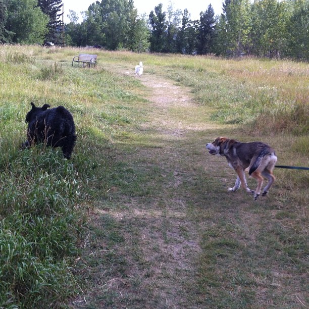 Here are some happy dawgs!!! #sunshine #summer #dogs #packwalks #dogwalker #nwcalgary #yyc