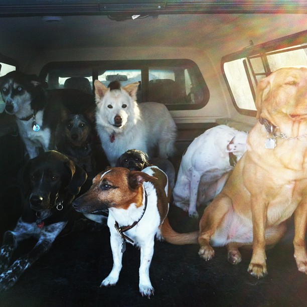 Here are some happy dawgs!!! #sunshine #summer #dogs #packwalks #dogwalker #nwcalgary #yyc