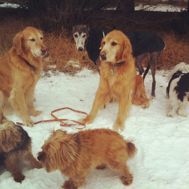Here are some happy dawgs!!! #sunshine #summer #dogs #packwalks #dogwalker #nwcalgary #yyc