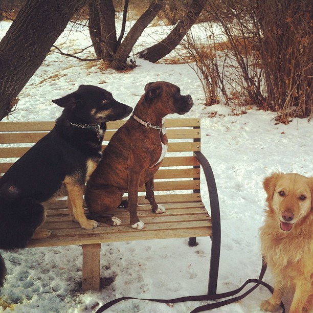 Here are some happy dawgs!!! #sunshine #summer #dogs #packwalks #dogwalker #nwcalgary #yyc