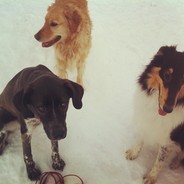 Here are some happy dawgs!!! #sunshine #summer #dogs #packwalks #dogwalker #nwcalgary #yyc