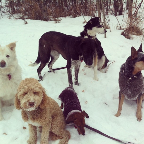 Here are some happy dawgs!!! #sunshine #summer #dogs #packwalks #dogwalker #nwcalgary #yyc