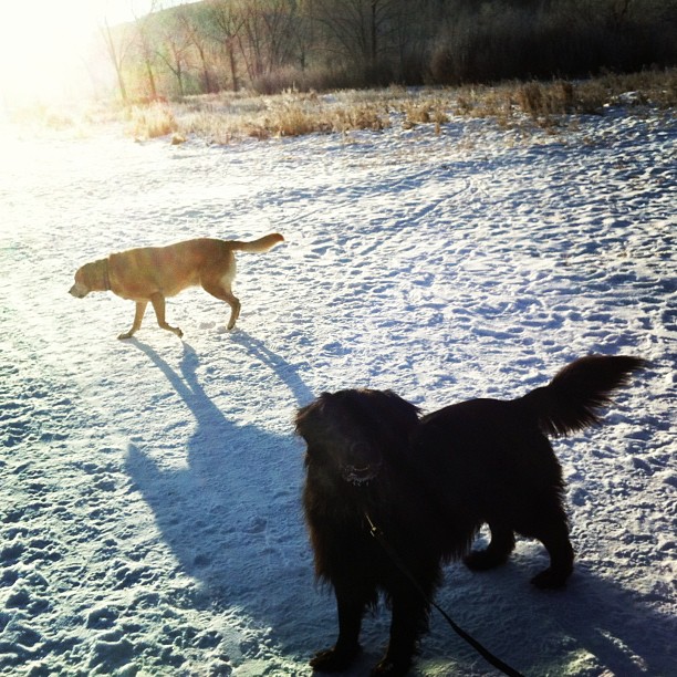 Here are some happy dawgs!!! #sunshine #summer #dogs #packwalks #dogwalker #nwcalgary #yyc