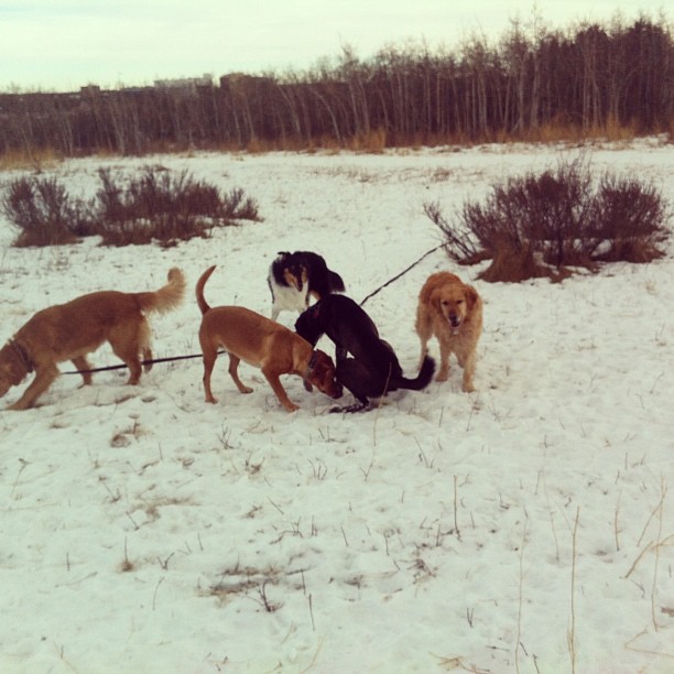 Here are some happy dawgs!!! #sunshine #summer #dogs #packwalks #dogwalker #nwcalgary #yyc